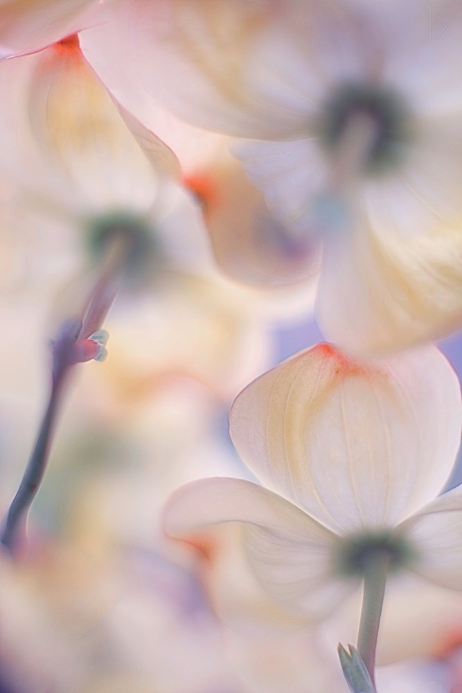 柔らかなピンクのハナミズキの花 作： 