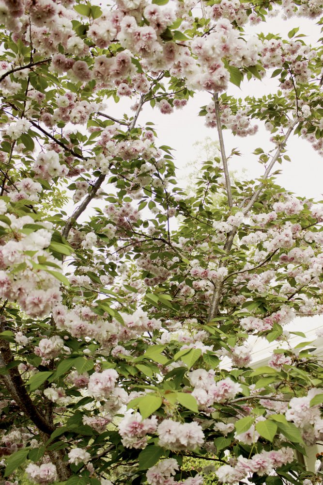 桜の春 作： 