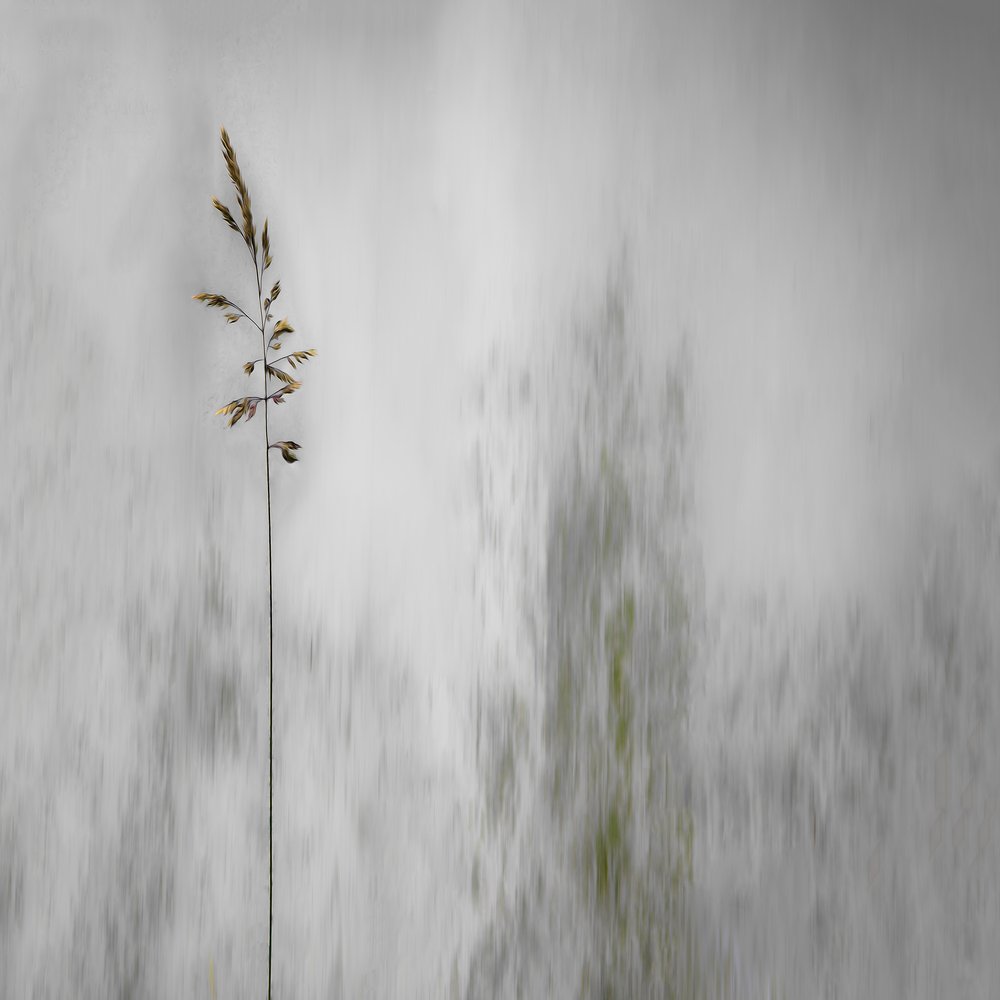 ぼんやりと霞む一本の草 作： 