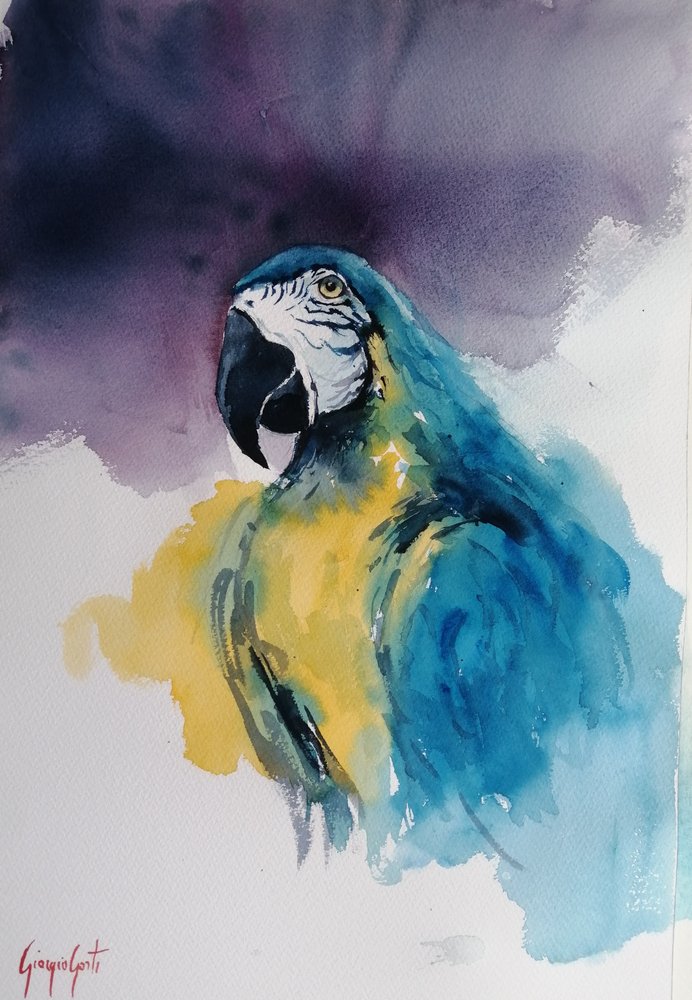 青と黄色のコンゴウインコ 作： 