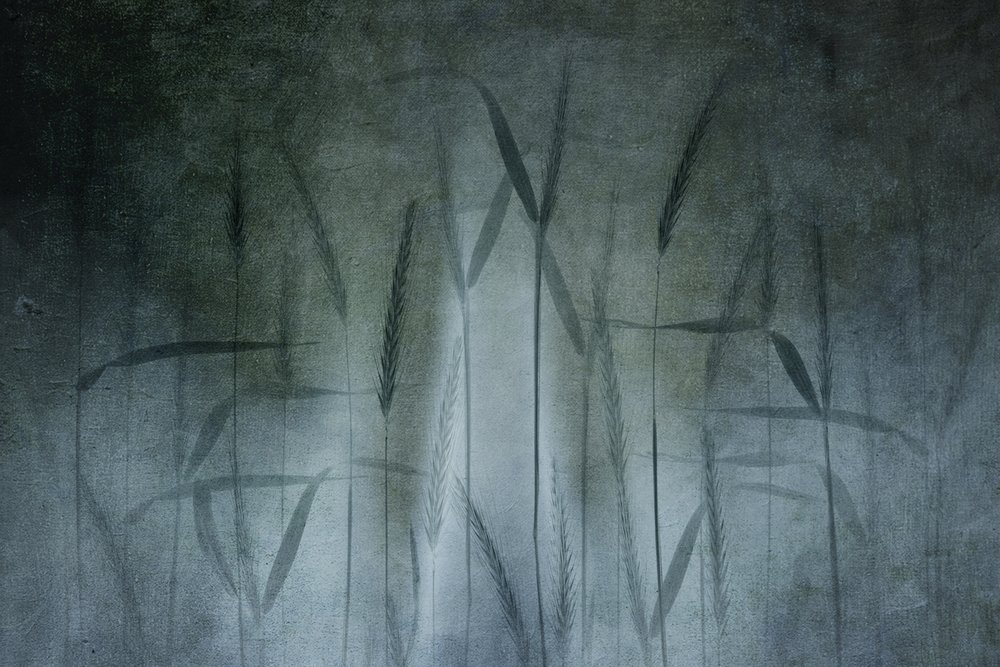 「小麦畑」の抽象画 作： 