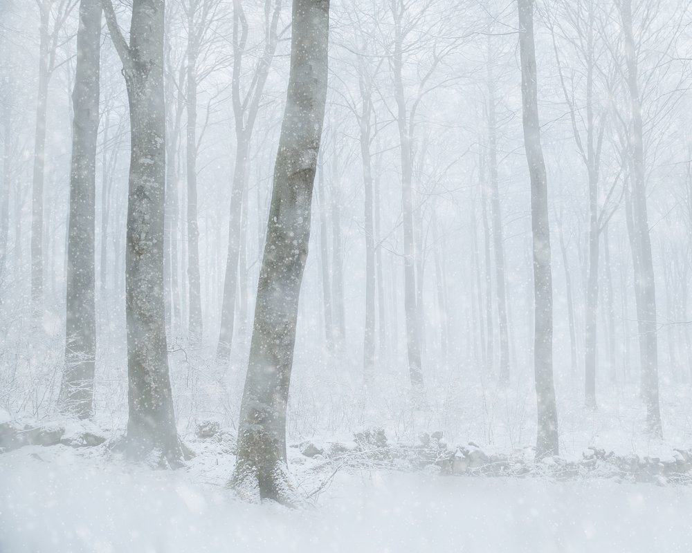 冬の雪景色が広がる森 作： 