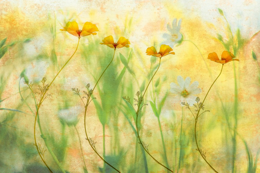 夢見る夏の花々 作： 
