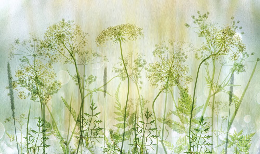 柔らかな緑の野の花 作： 