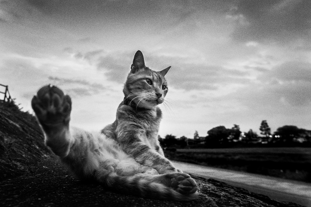 好奇心旺盛な猫の足のストレッチ 作： 