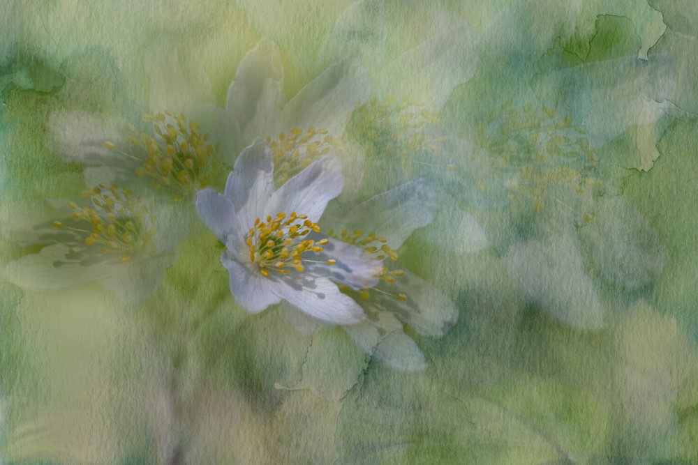 夢見るジャスミンの花 作： 
