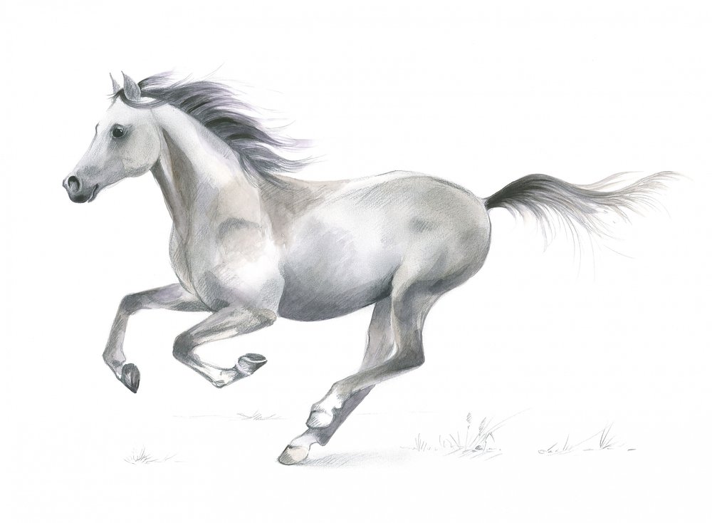 疾走する馬の躍動的な優美さ 作： 