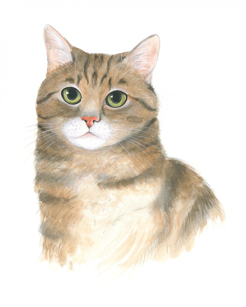 子猫のプラトン 作： 