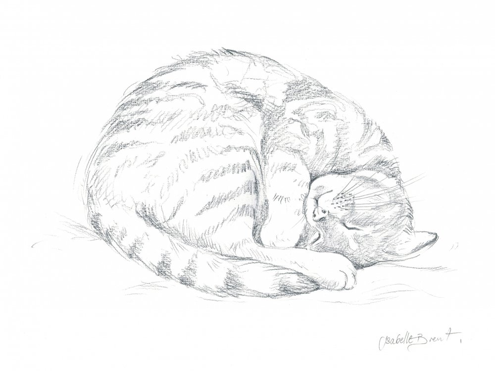 眠る猫の素描 作： 