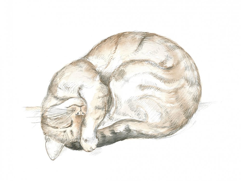 眠るトラ猫 作： 