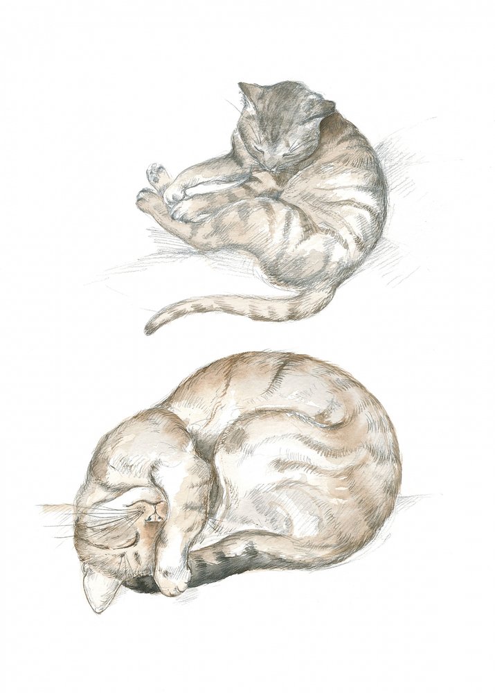 猫の習作二点 作： 