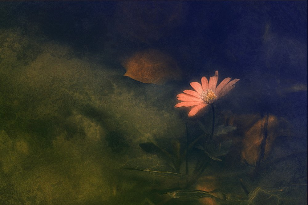 夢見るピンクの花 作： 