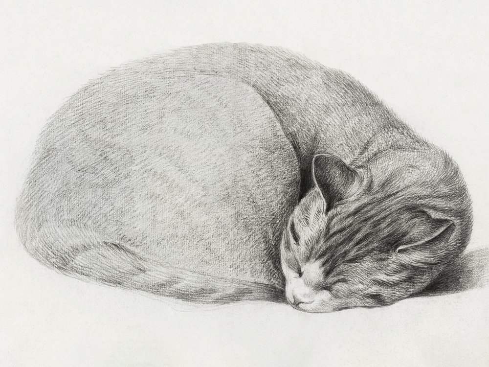 ジャン・ベルナール（1775–1883）作『丸まって横たわり、眠る猫』 作： ジャン・バーナード