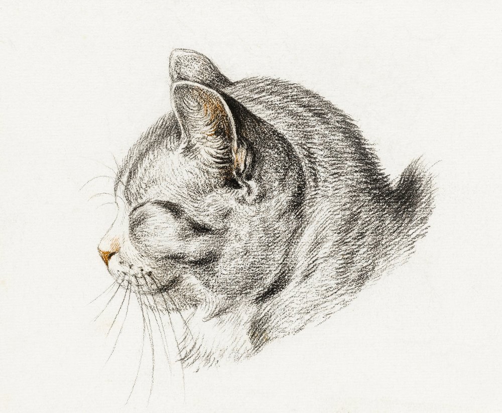 『猫の素描』（1813年） 作： ジャン・バーナード