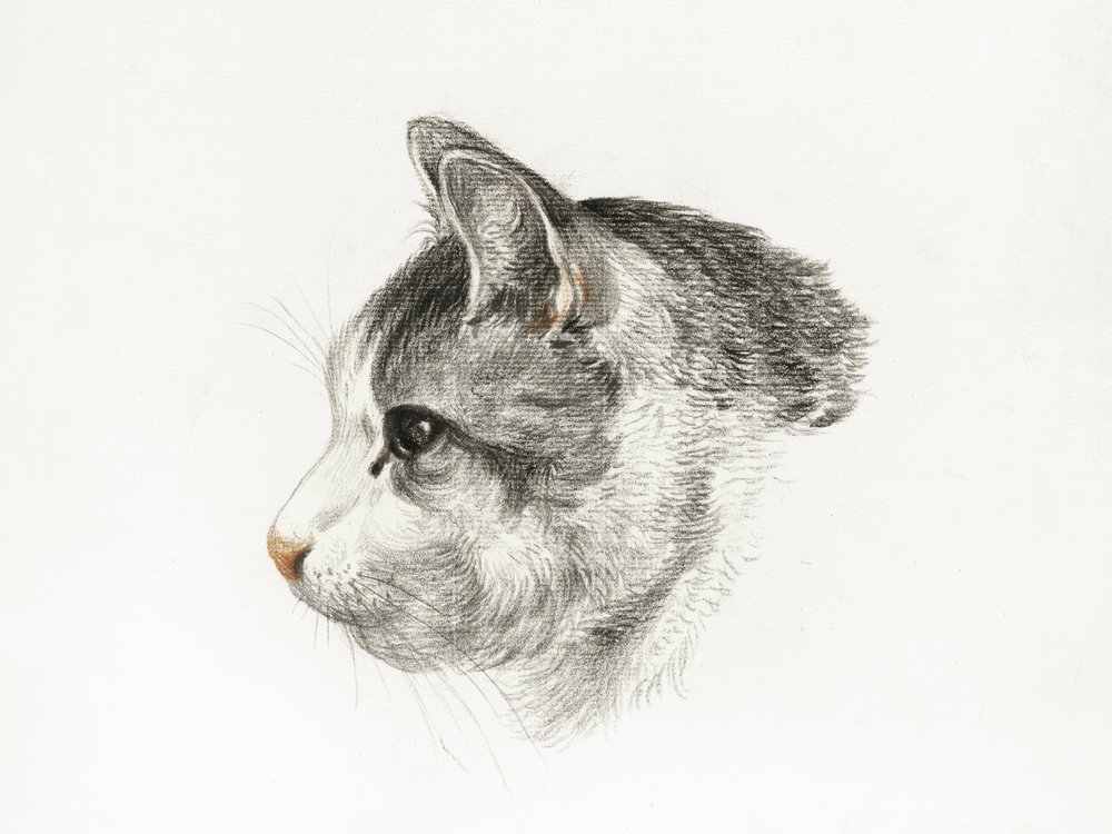 『猫の素描』（1819年） ジャン・ベルナール（1775年～1883年）作 作： ジャン・バーナード