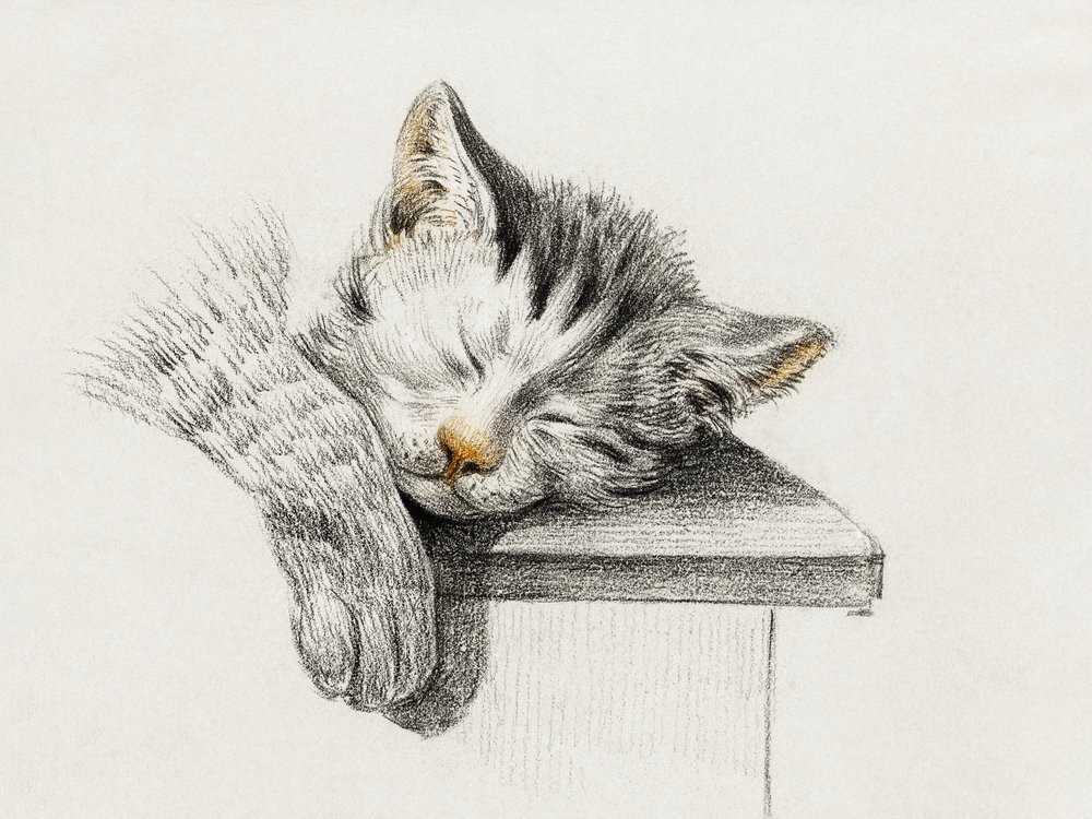 眠る猫のスケッチ 作： ジャン・バーナード
