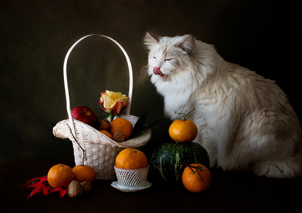 猫と秋の果物の静物画 作： 