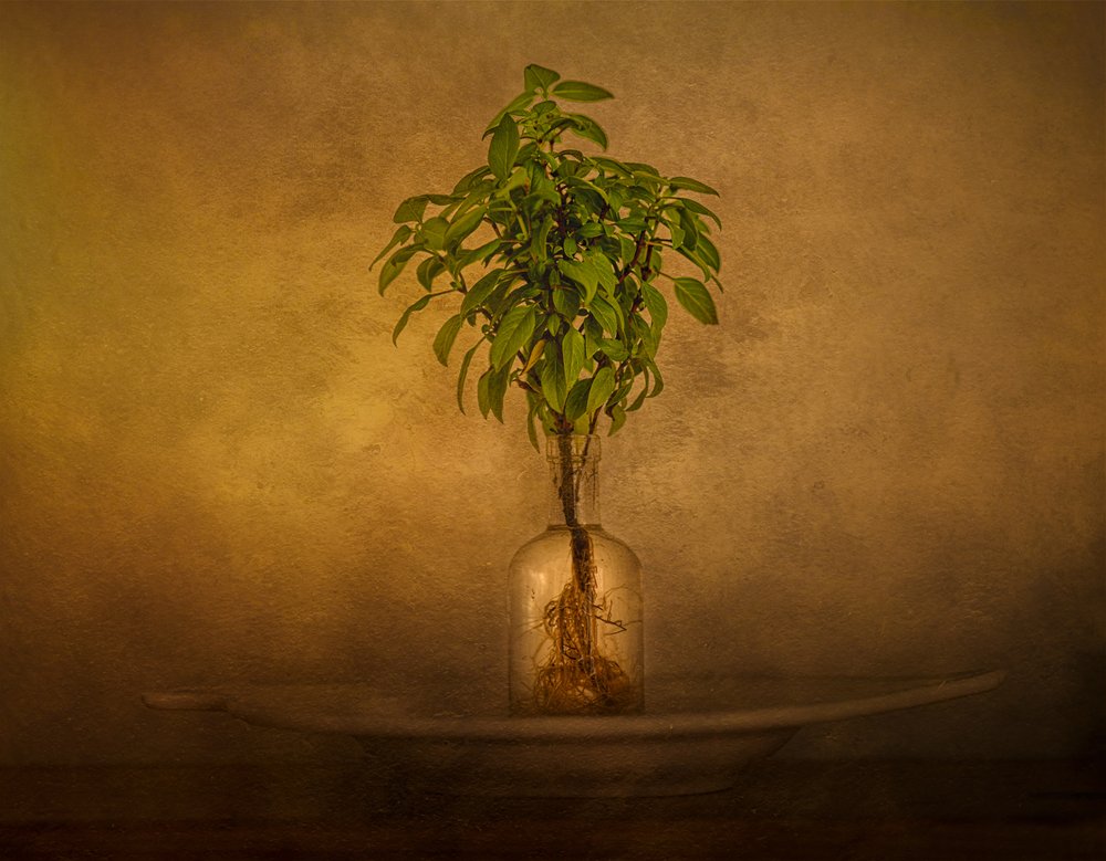 根付きの植物の静物画 作： 