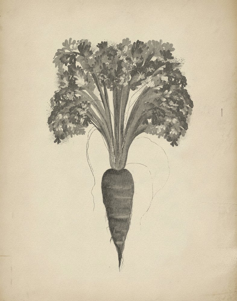 ニンジンの植物画 作： 