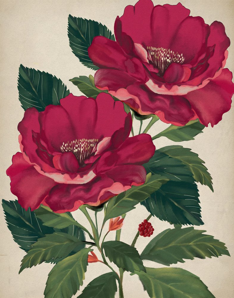 プロヴィデンスの薔薇 作： 