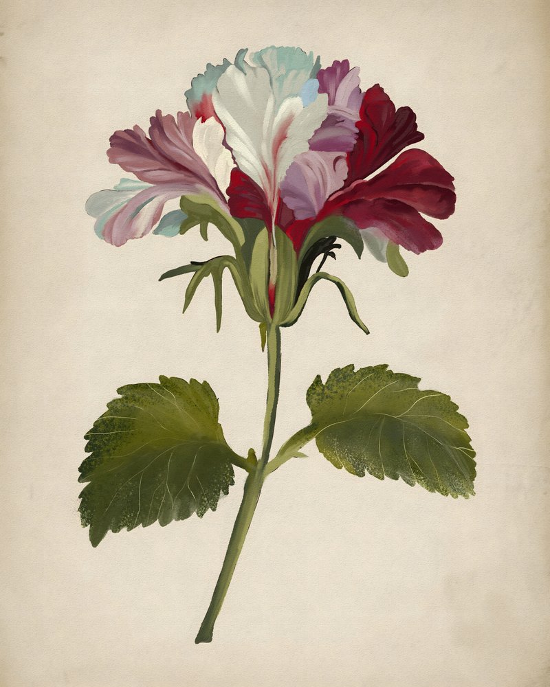 鮮やかなゼラニウムの花 作： 