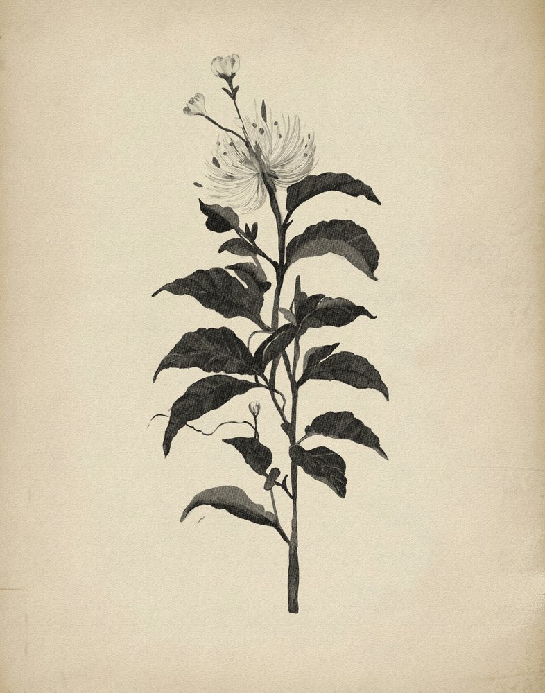 ヴィンテージの植物画 作： 