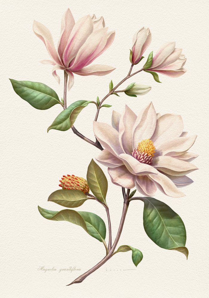 ほのかに赤らんだマグノリアの花 作： 