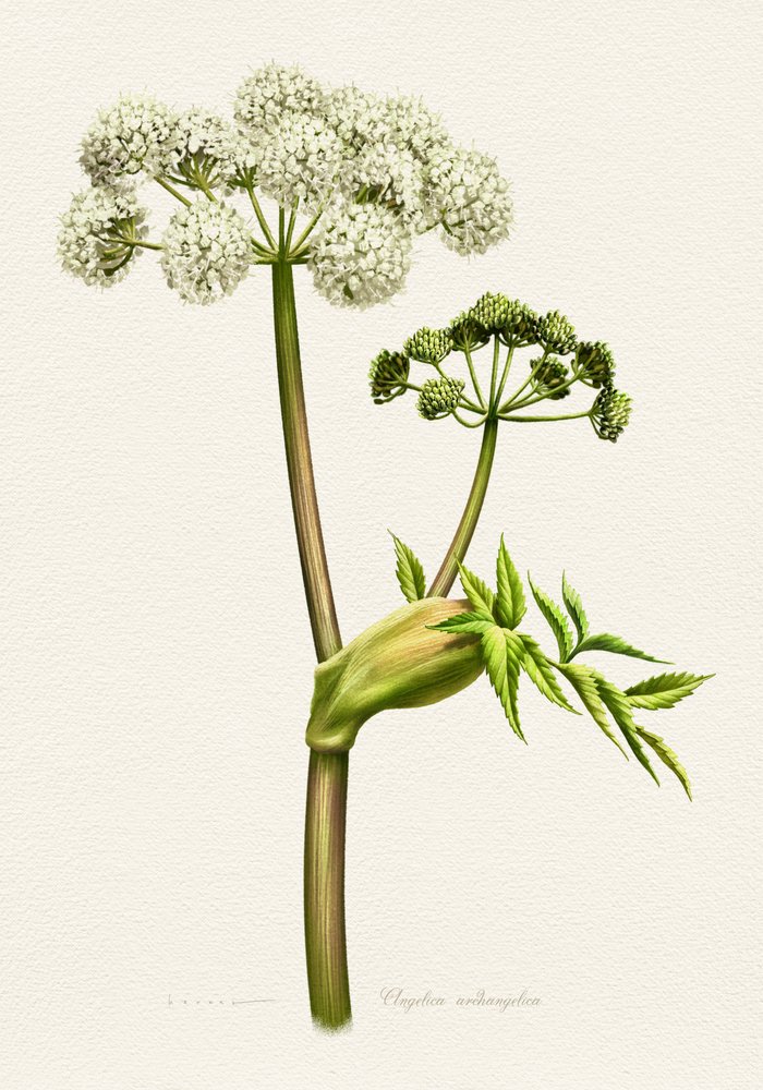 ホワイトアンジェリカの植物画 作： 