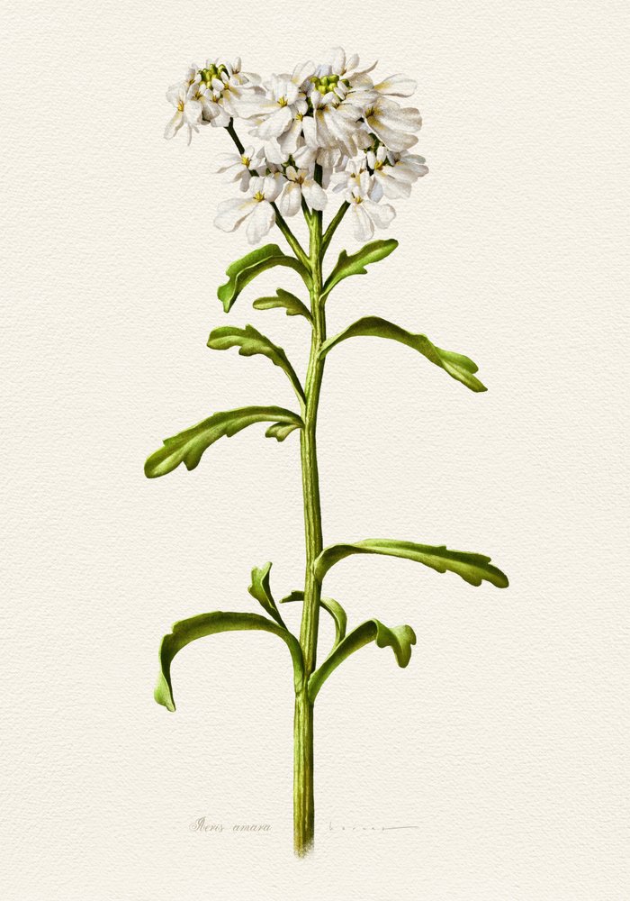 ホワイト・キャンディタフト（植物） 作： 