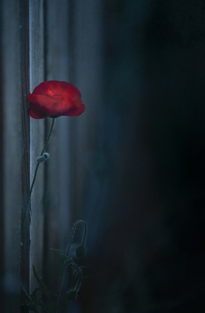 ムーディ・レッド・ポピーの花 作： 