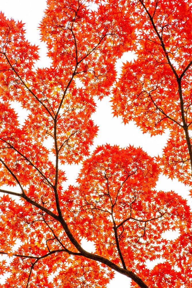 燃えるような秋の紅葉 作： 