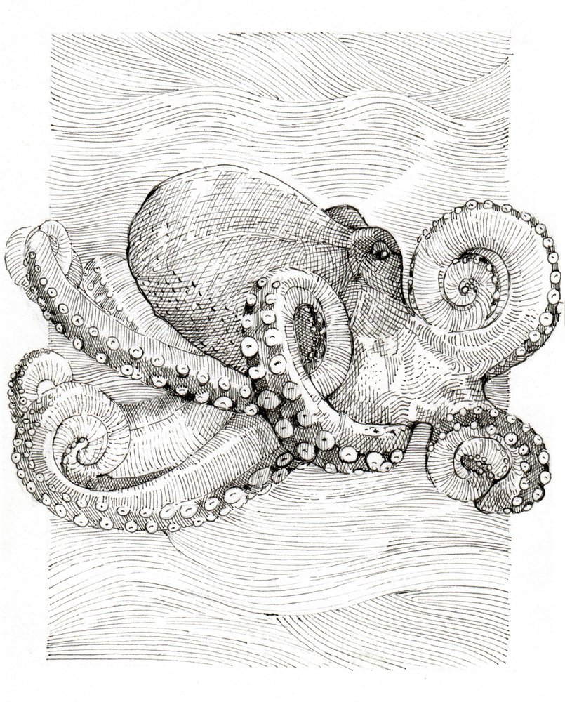 白黒のタコの線画 作： 