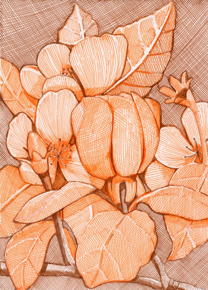 ハッチングで描かれたオレンジ色の花 作： 