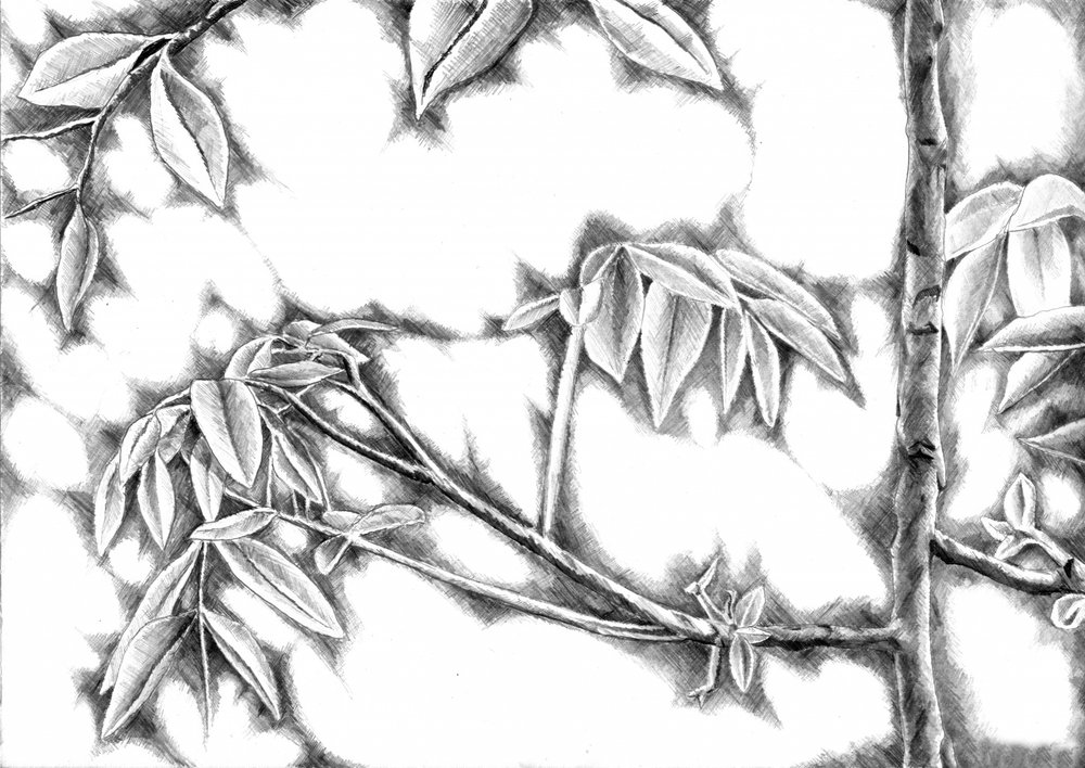  作： 