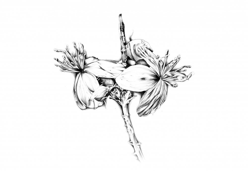  作： 
