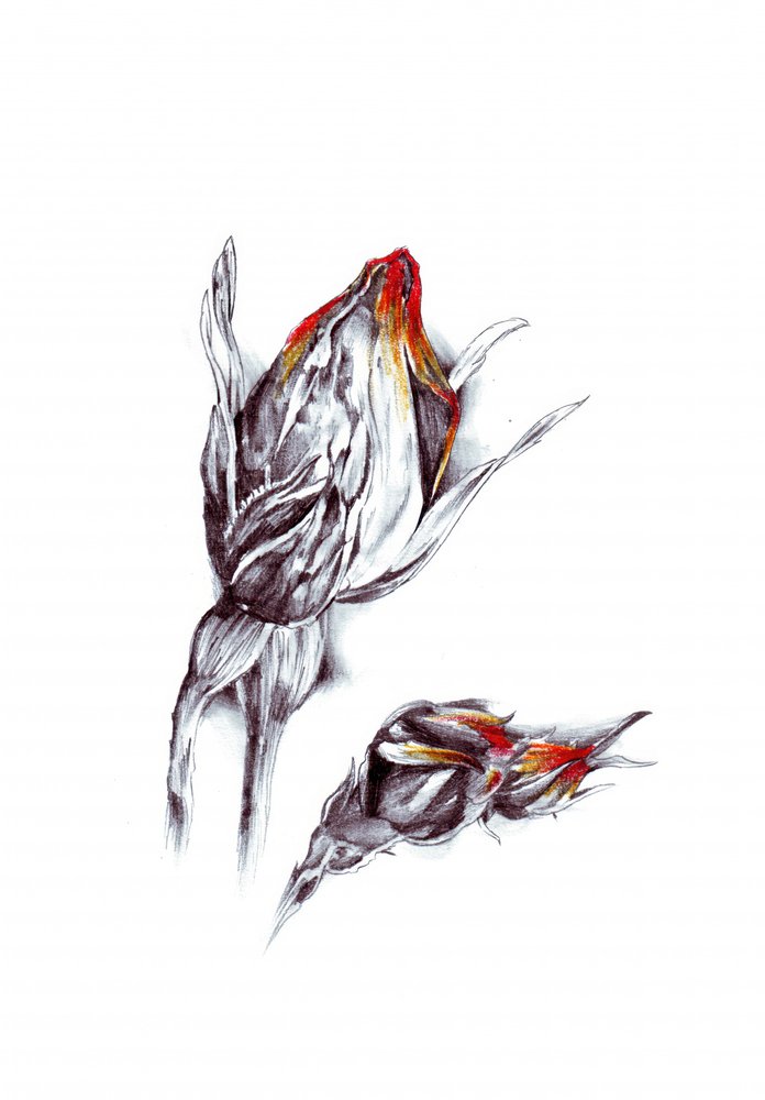  作： 