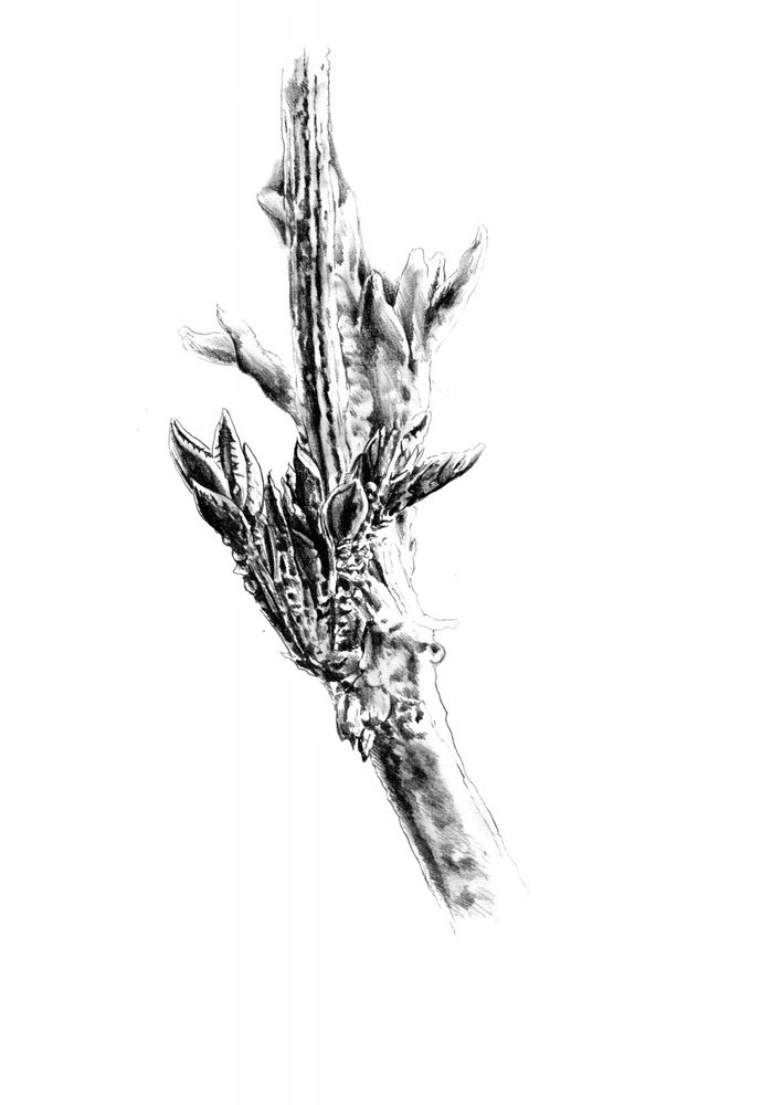  作： 