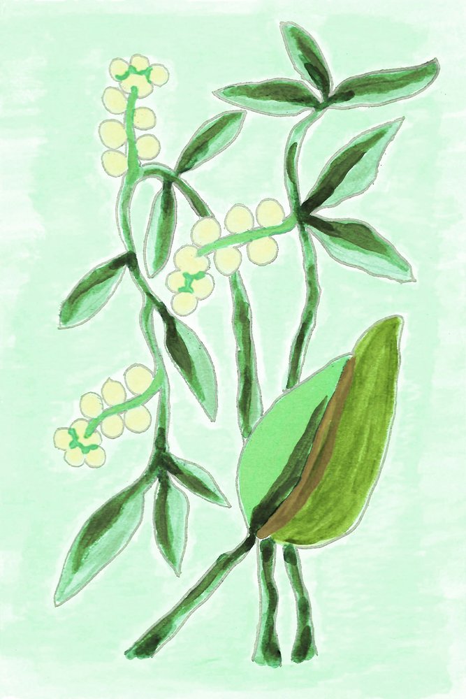 新鮮な植物の緑 作： 