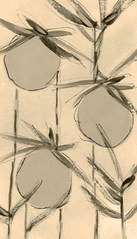 セピア色の綿花 作： 