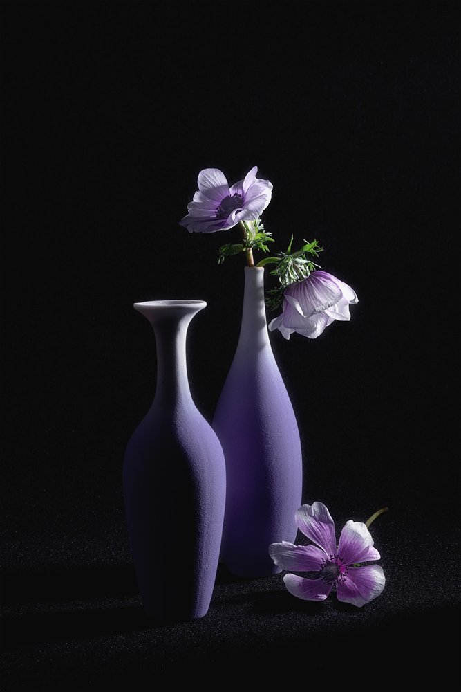 優雅な紫色のアネモネ 作： 