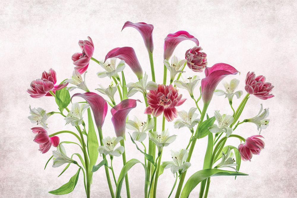 鮮やかなピンクと白の花 作： 