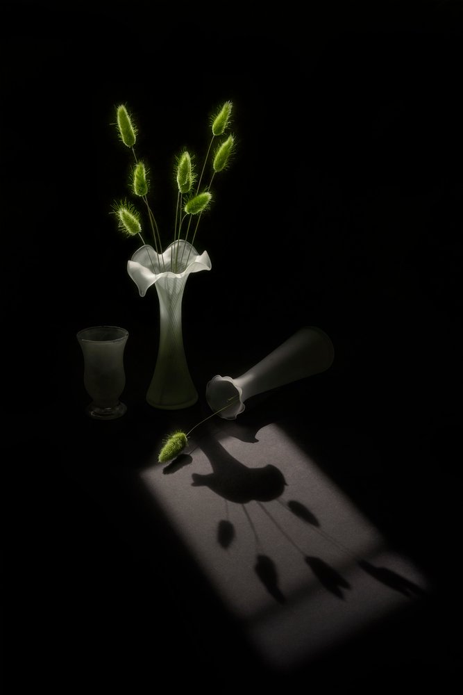 緑の植物と鳥の影 作： 