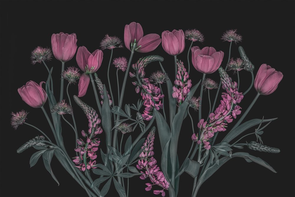 ムーディーなピンクの花々 作： 