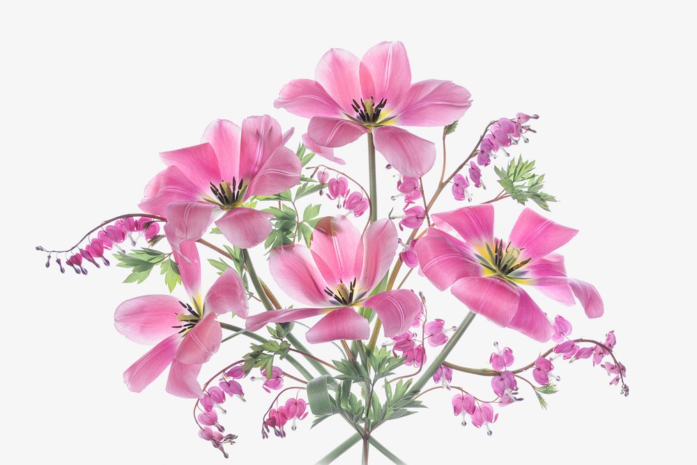 ピンクの春の花 作： 