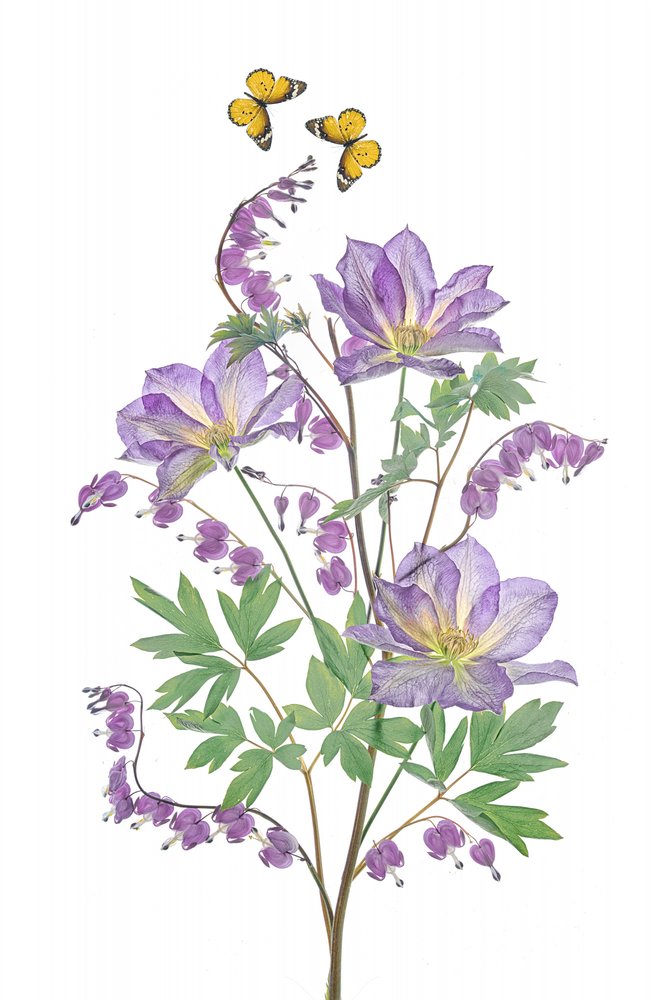 紫の花と蝶 作： 