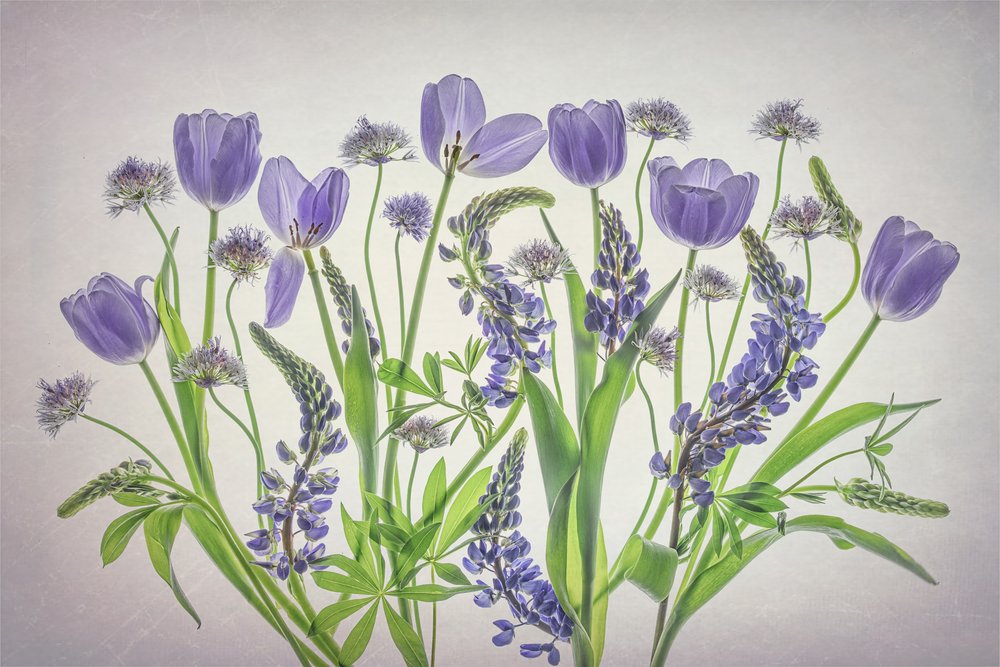 柔らかな紫色の花 作： 