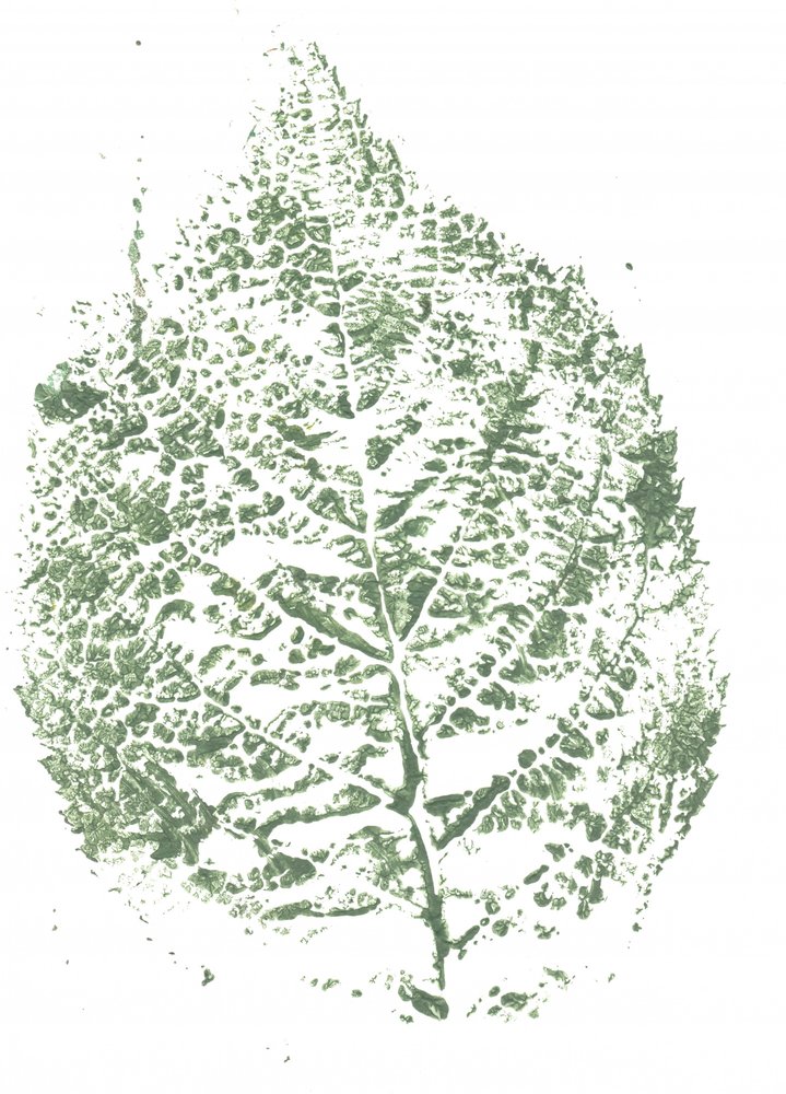 植物の葉のプリント 作： 