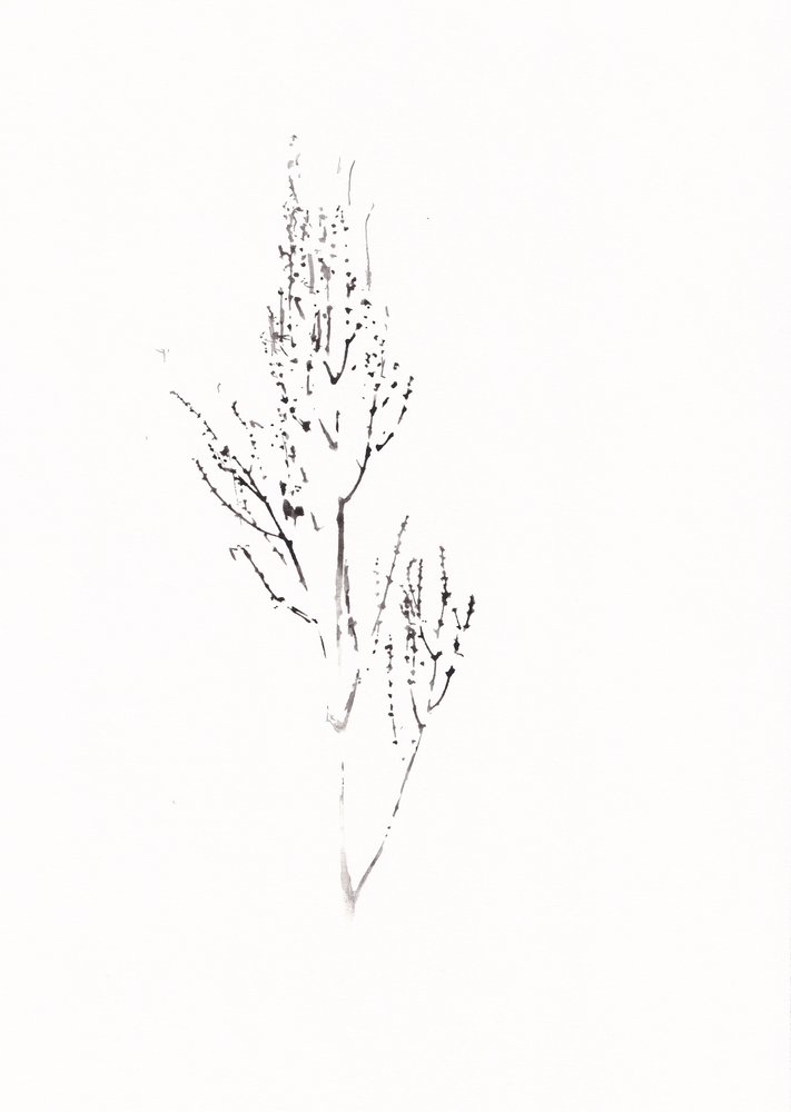 繊細な植物画 作： 
