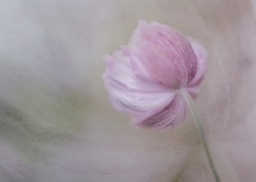 柔らかなピンクの花 作： 