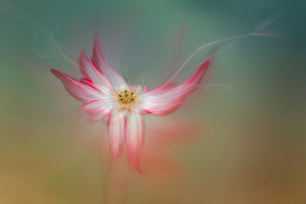 幻想的なピンクの花 作： 